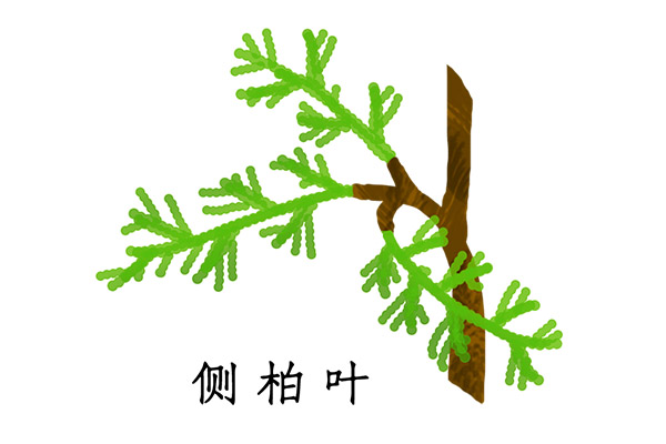 側柏葉1.jpg